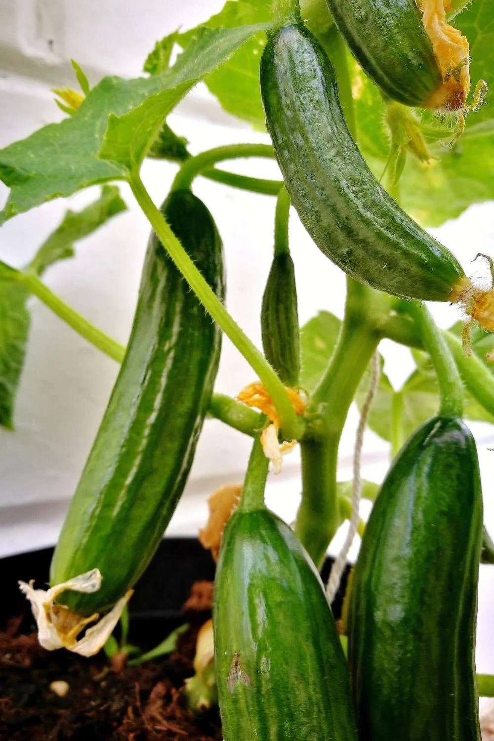 Growing Cucumbers