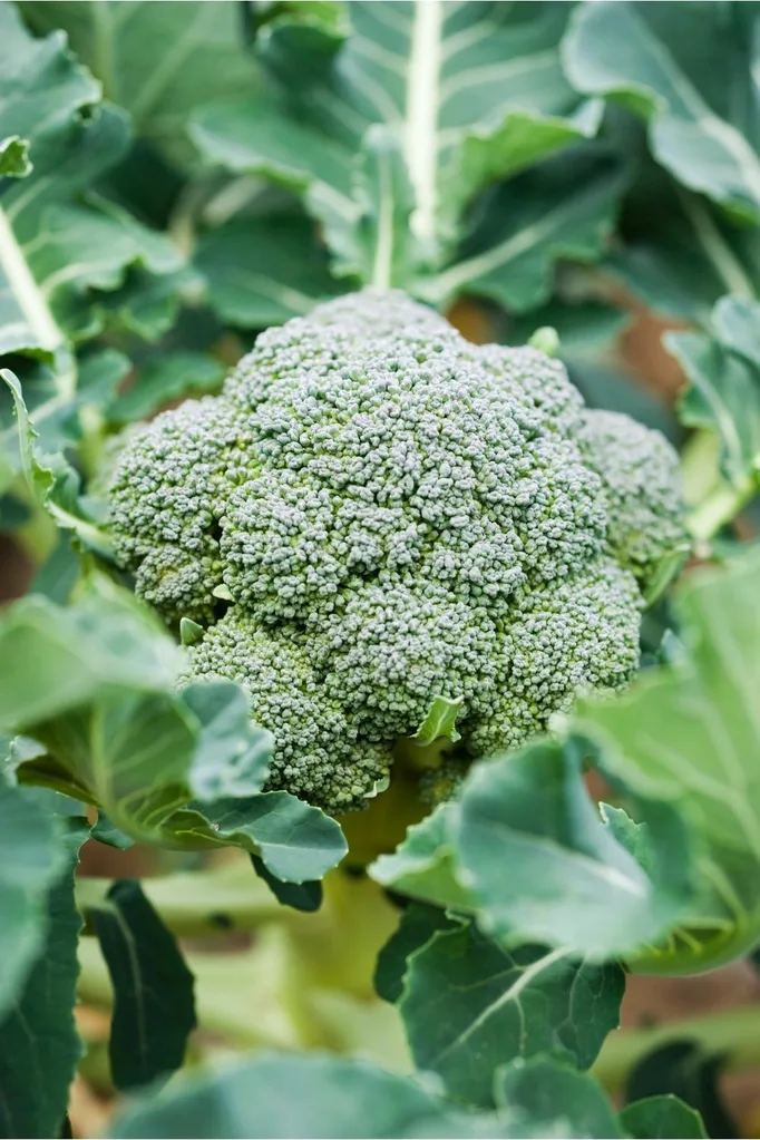 How to grow broccoli