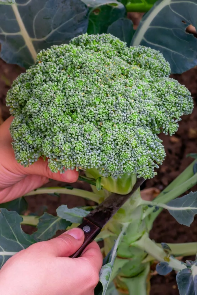 How to grow broccoli