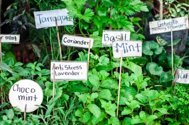 How to grow six of the most popular herbs at home