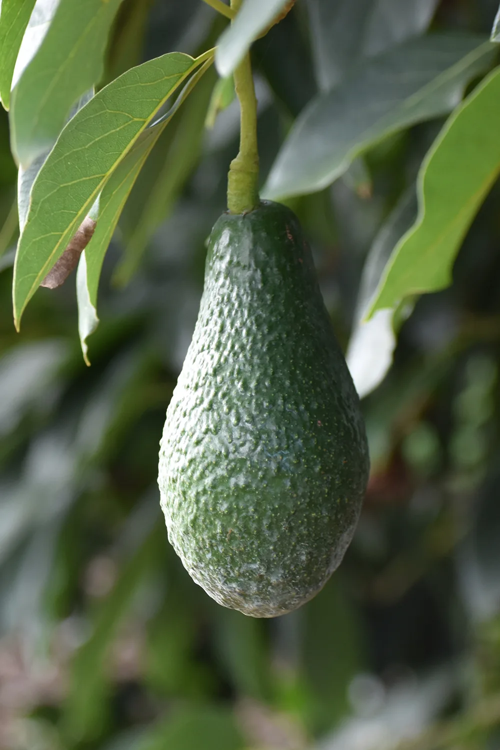 fruit and veg undersupply
