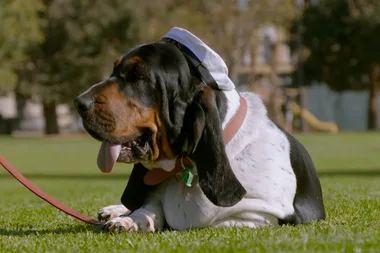 All about basset hounds