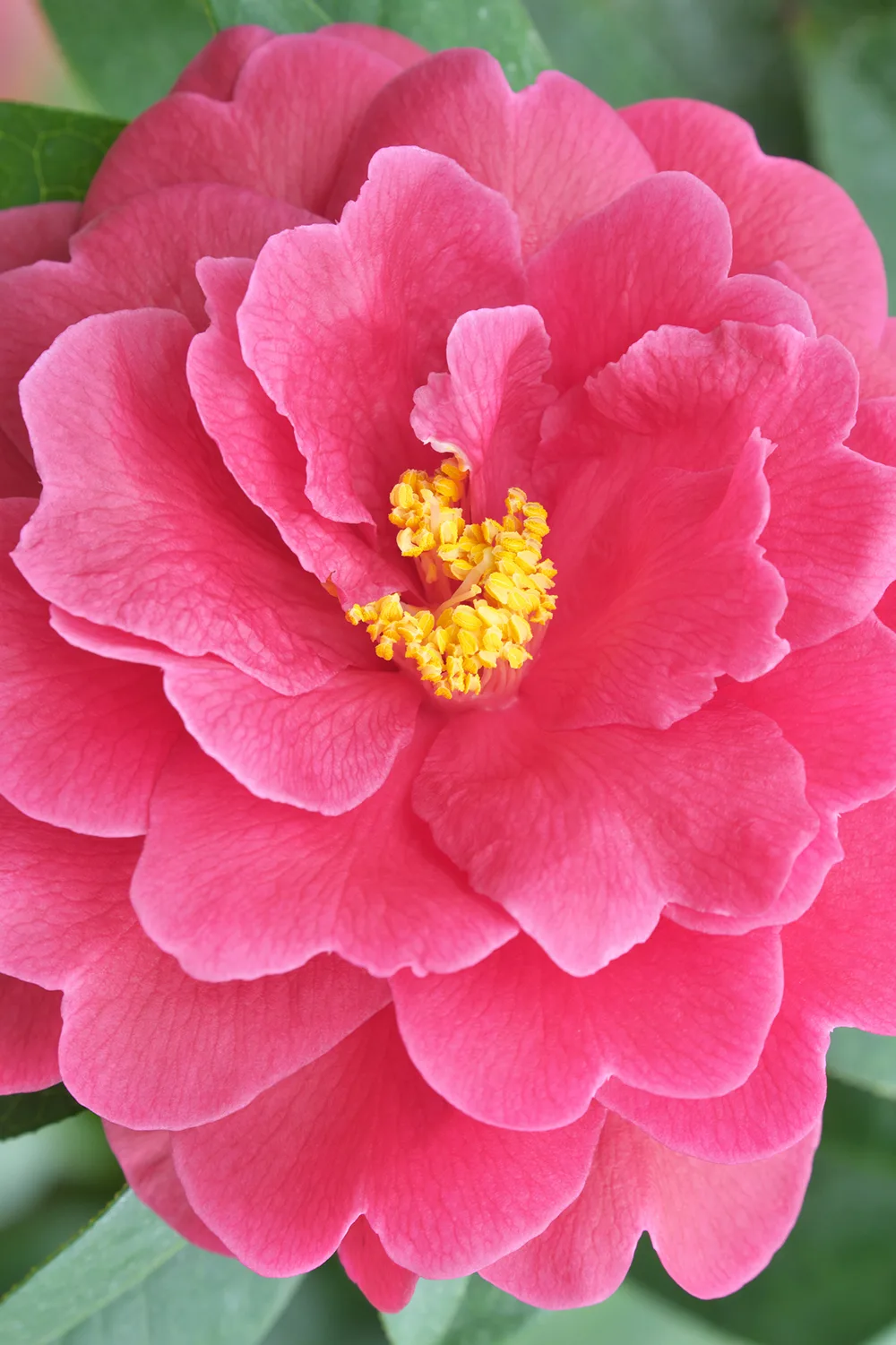 Camellia reticulata