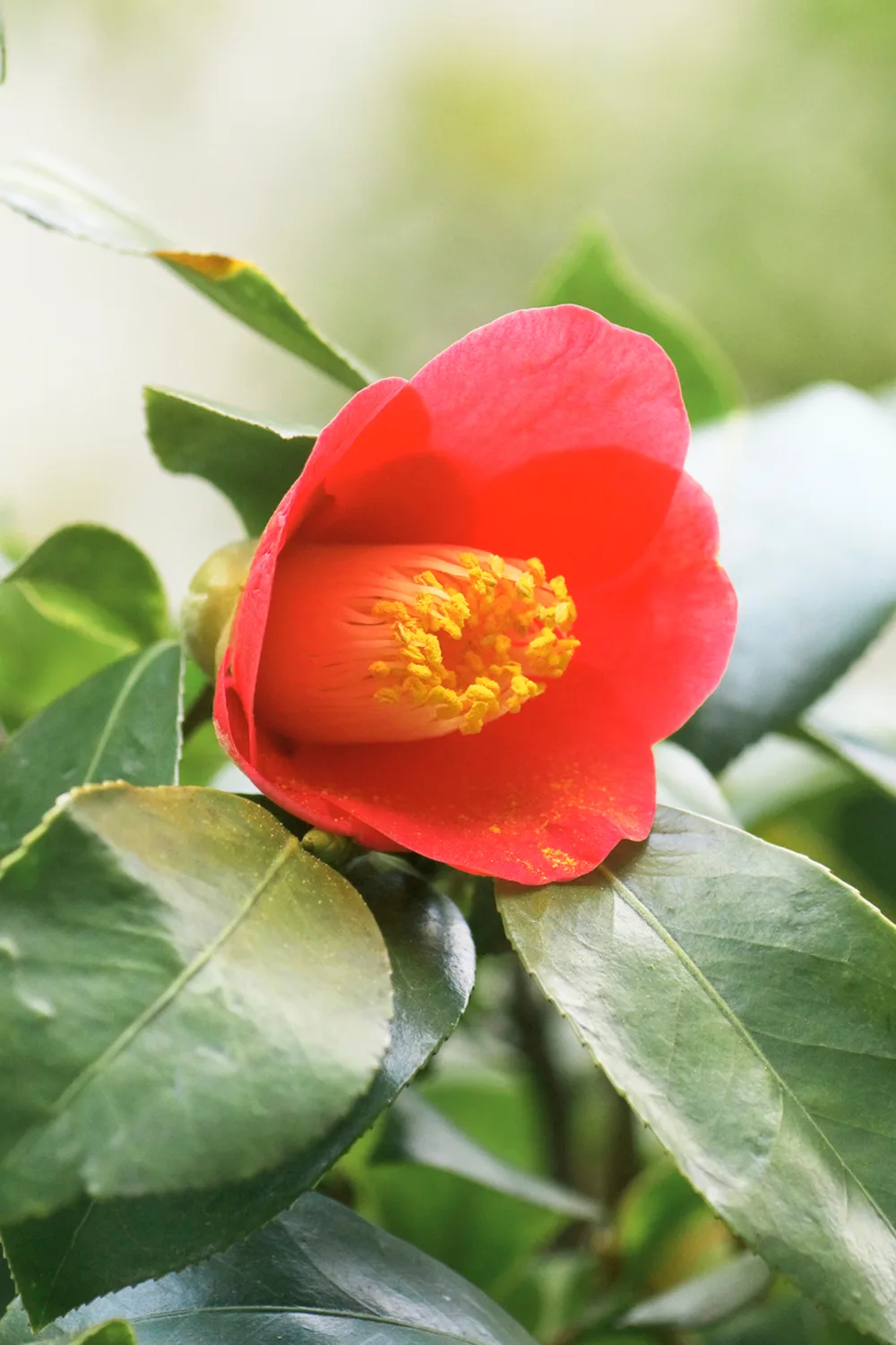 Camellia japonica.