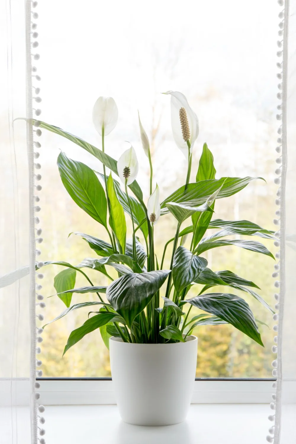 Plants can be a natural DIY dehumidifier.