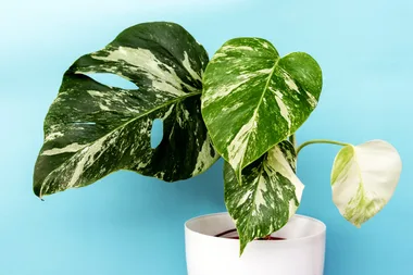 How to remove mould from your plant’s soil and leaves