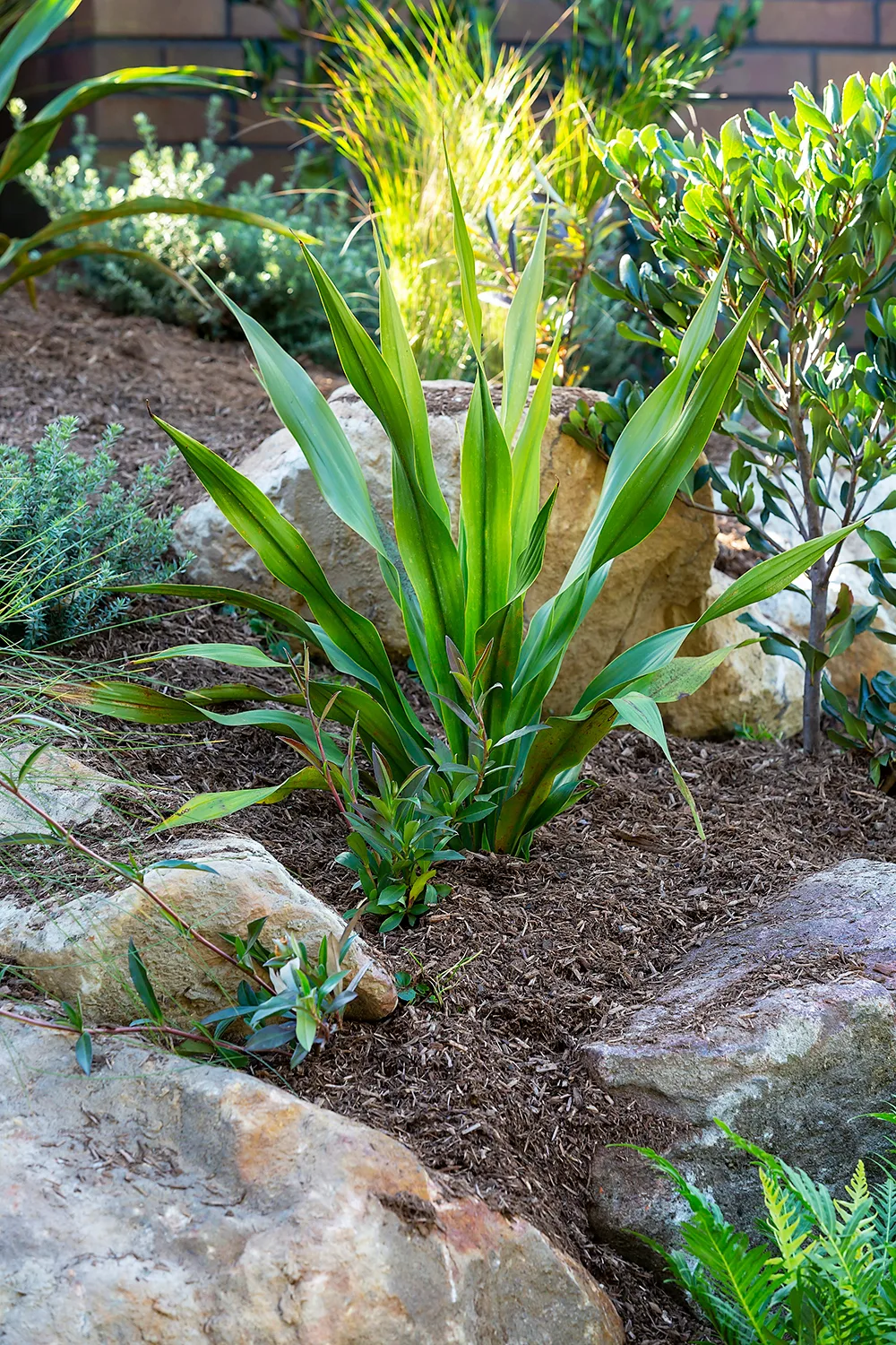GYMEA LILY