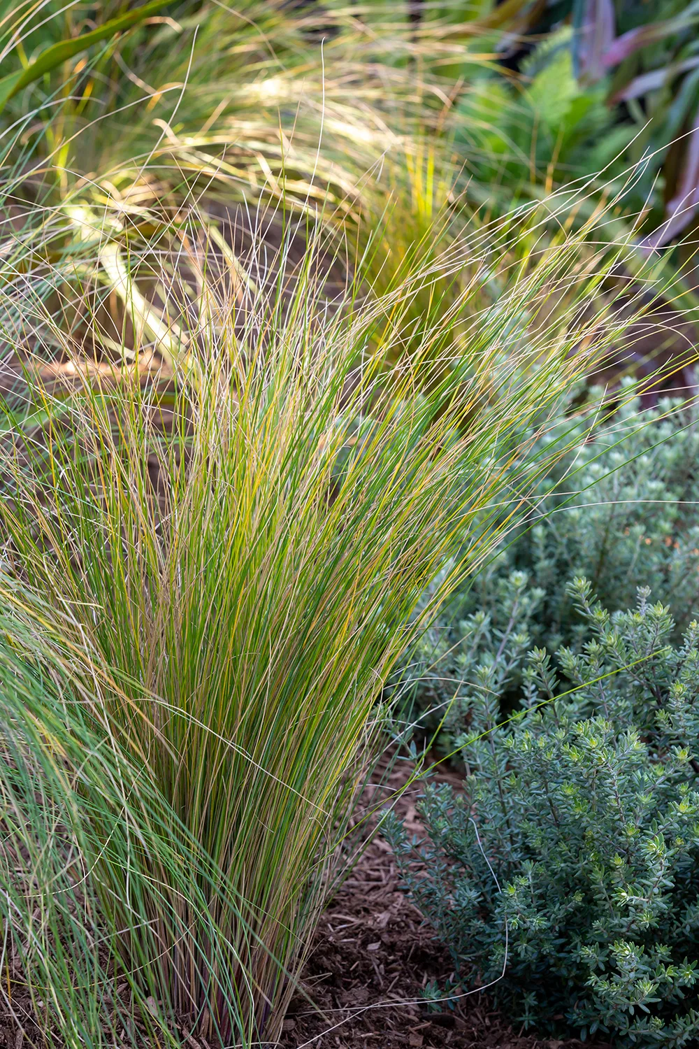 PENNISETUM