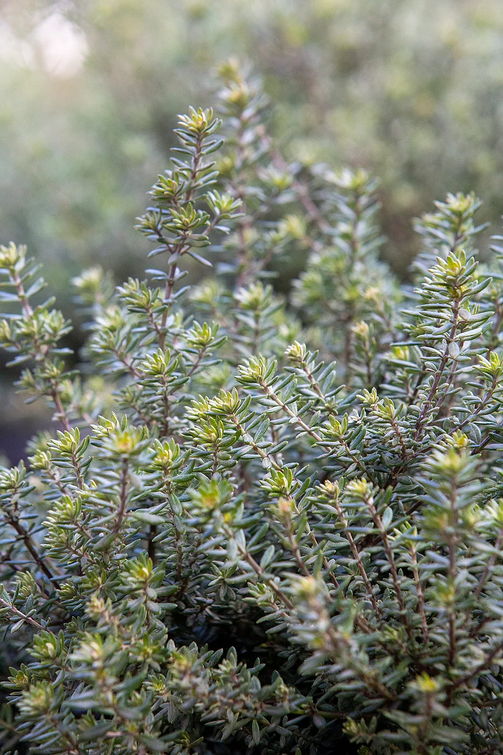 COASTAL ROSEMARY