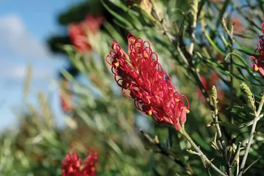 Graham visits a native plant garden
