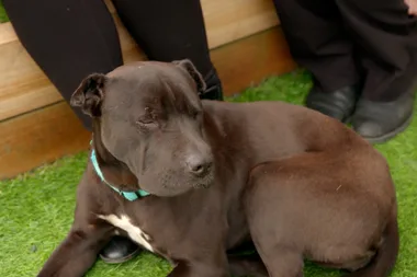 How to stop your dog chewing everything in sight