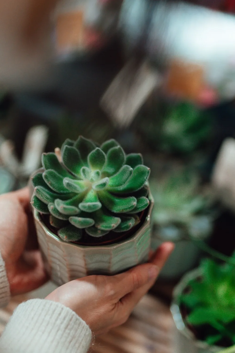 how to choose a healthy plant