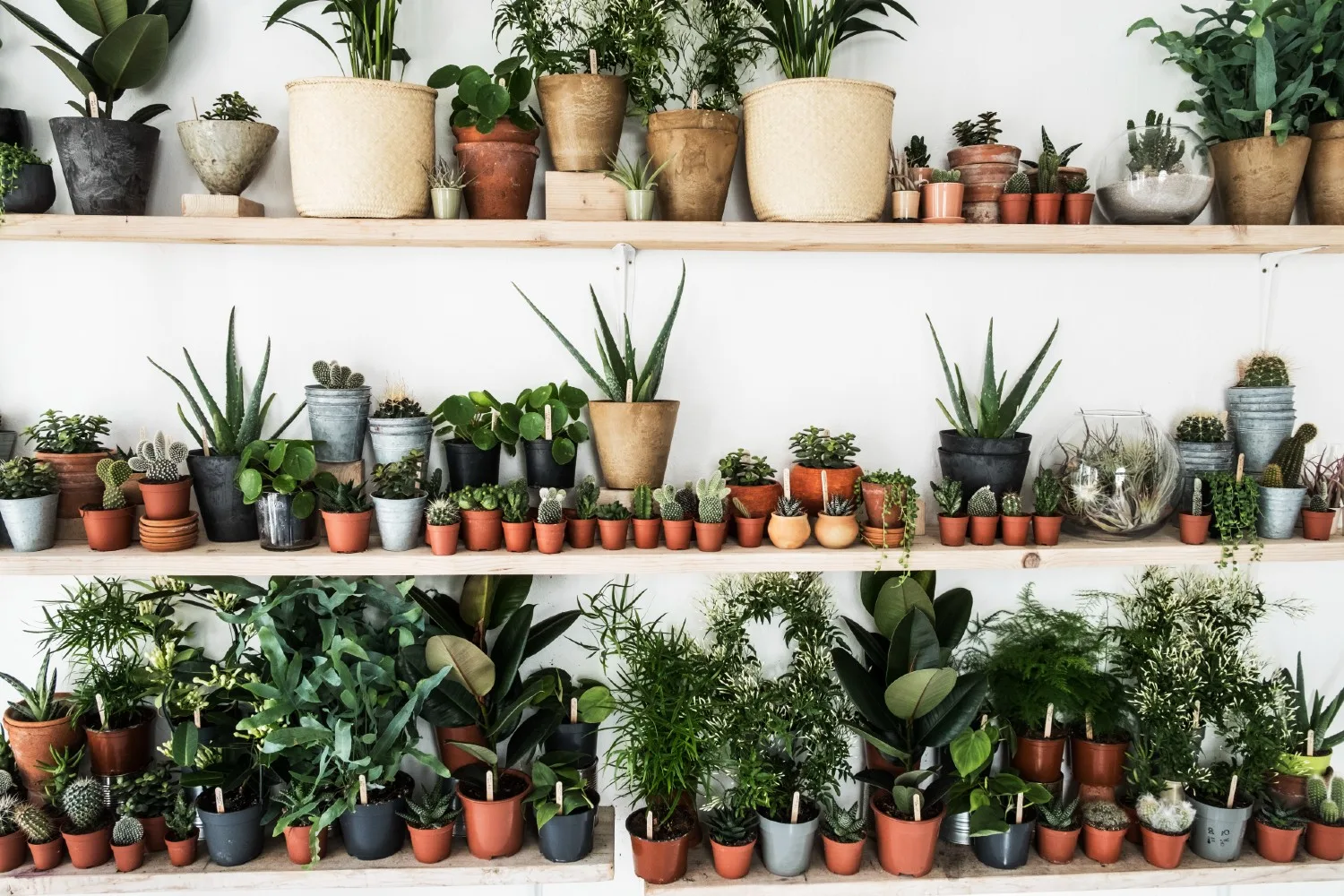 choose a healthy plant