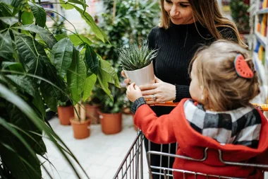 How to buy a healthy plant: red flags you should never ignore