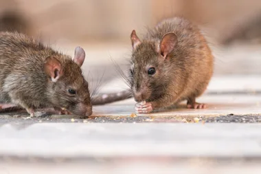 It’s peak season for rats – here’s how to repel them without poison