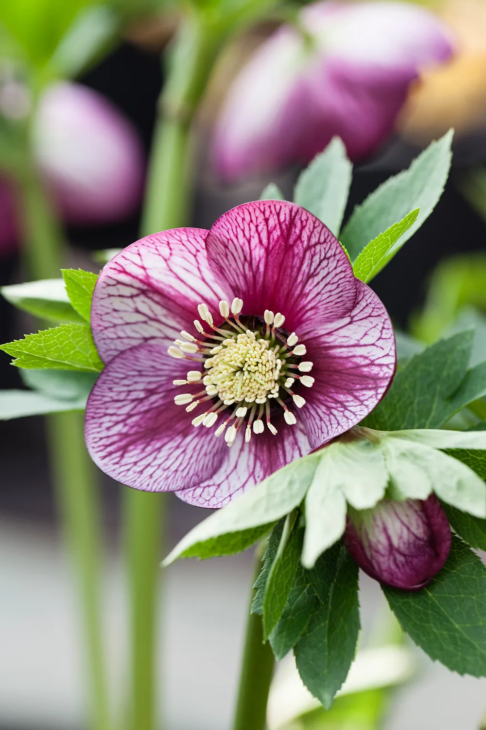 Where to plant hellebores in your garden