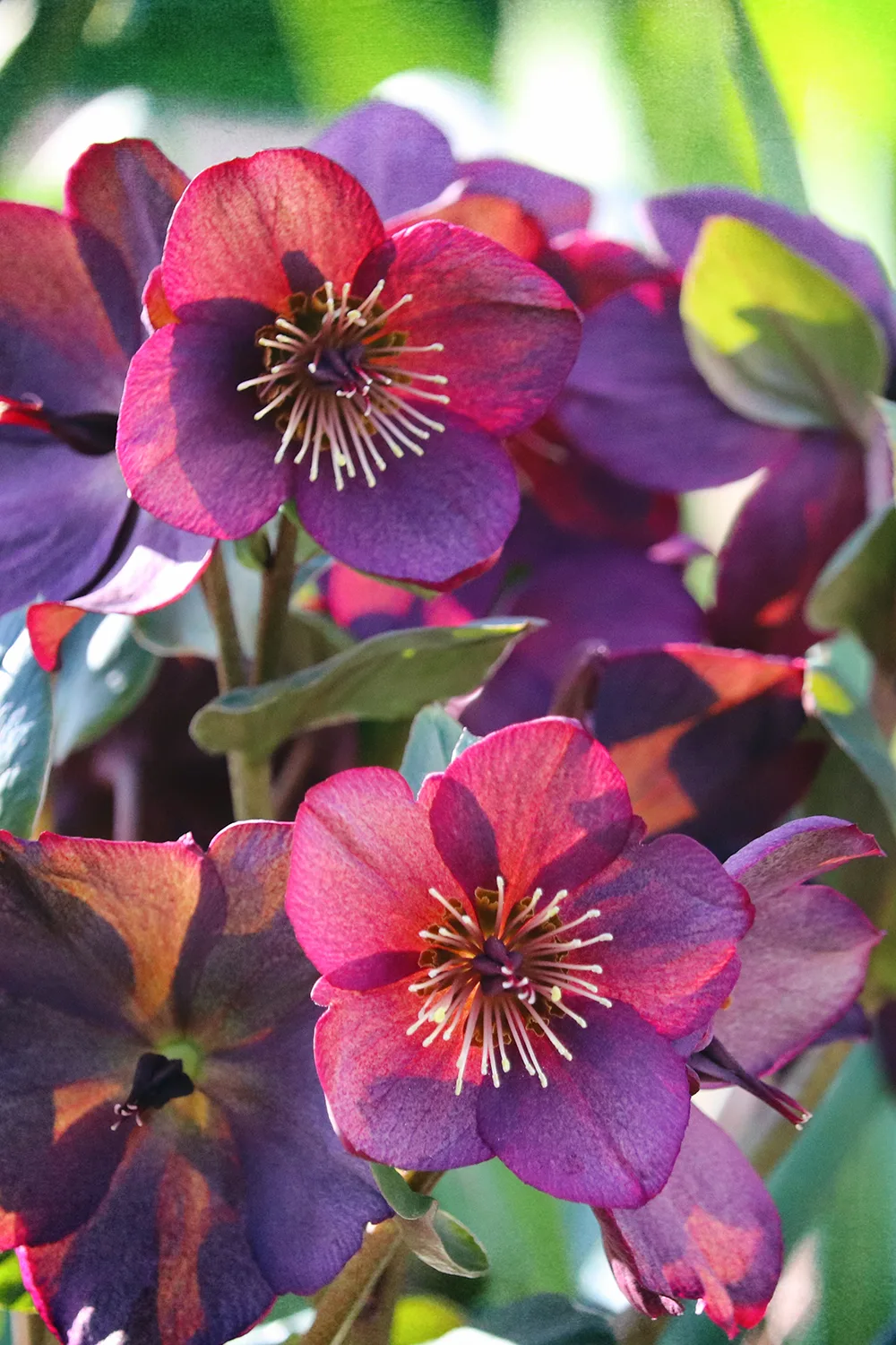 types of hellebores