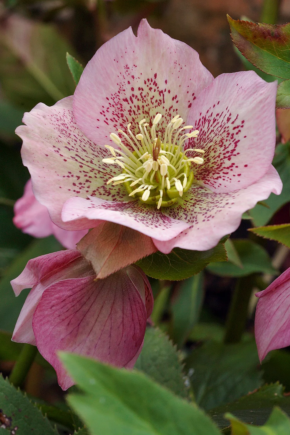 How to grow hellebores