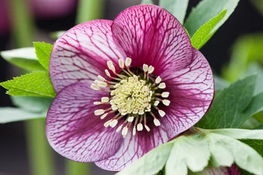 How to grow hellebores