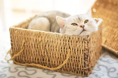 Why do cats love sitting in boxes?