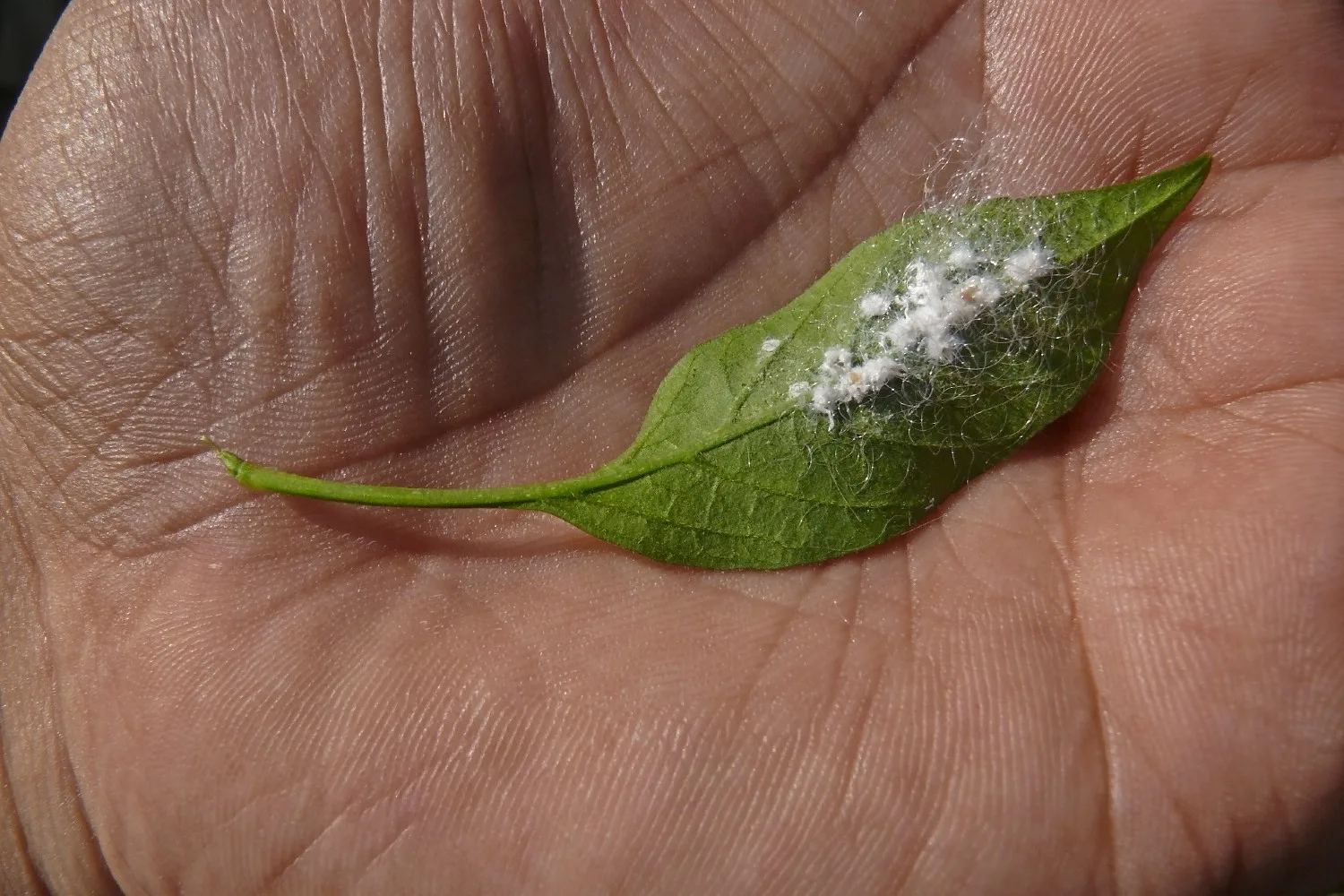 mealybugs