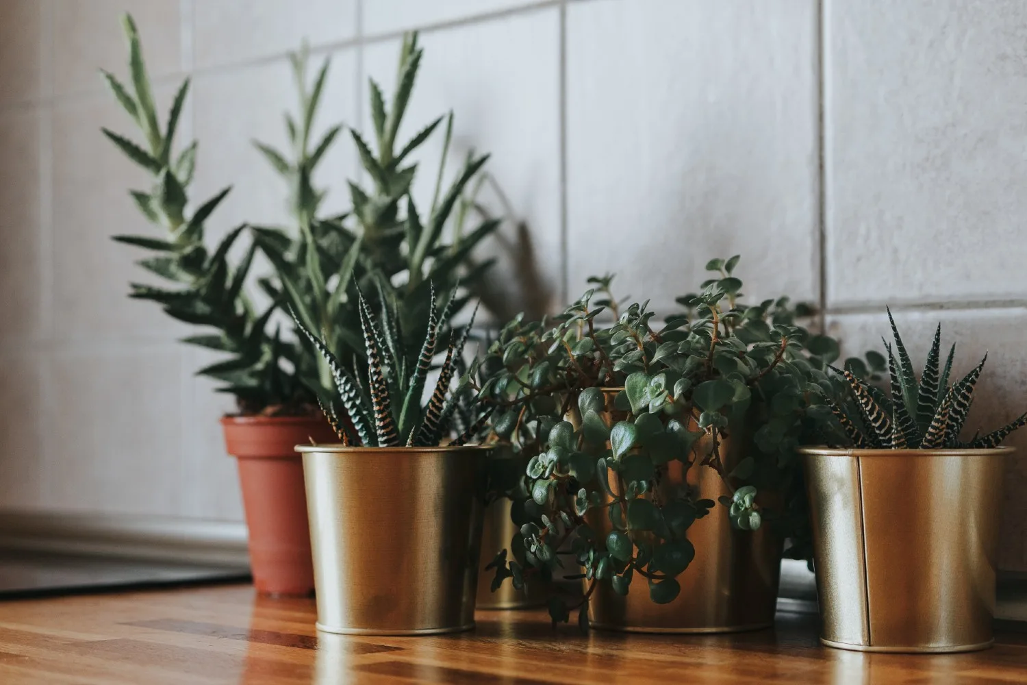 mealy bugs in houseplants