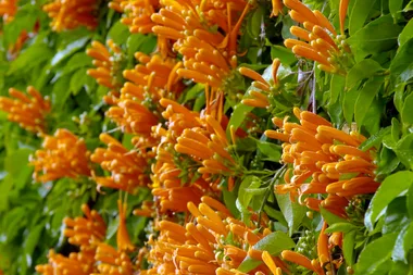 How to grow pyrostegia