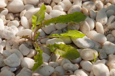How to make natural pesticide