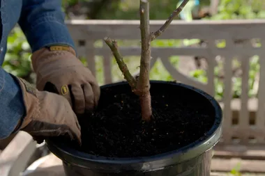 How to repot a rose
