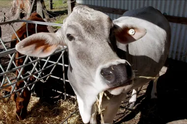 Dr Harry visits a sanctuary for rescue farm animals