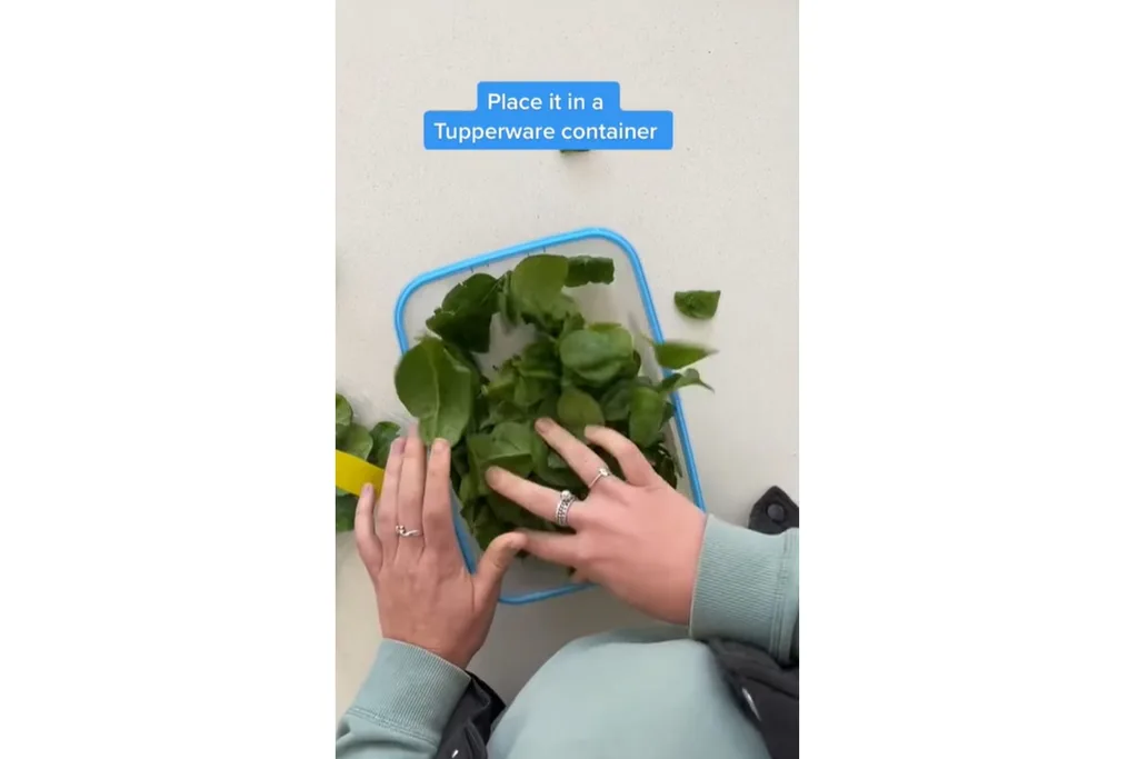 keep food fresh