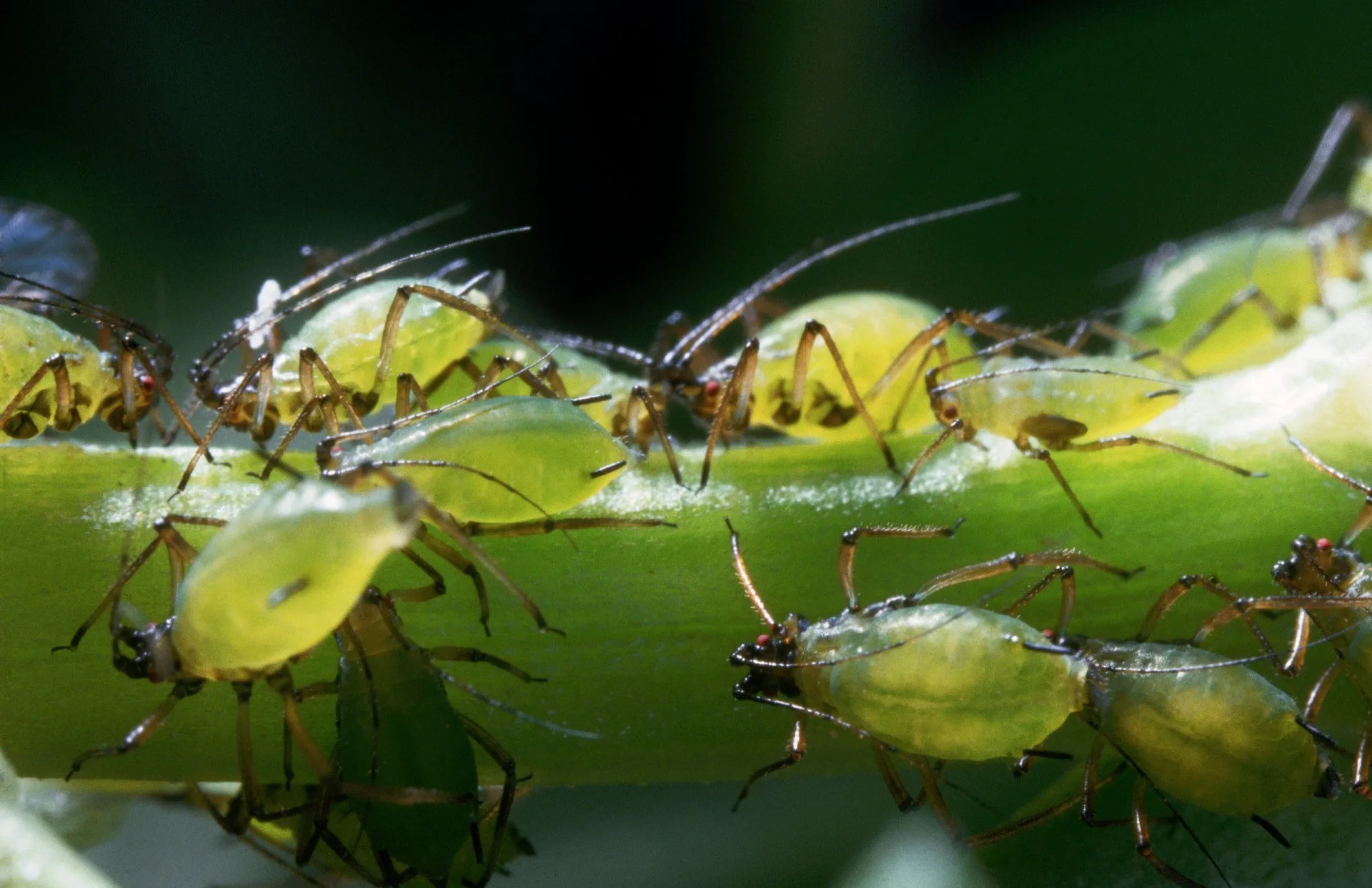 HOw to get rid of aphids