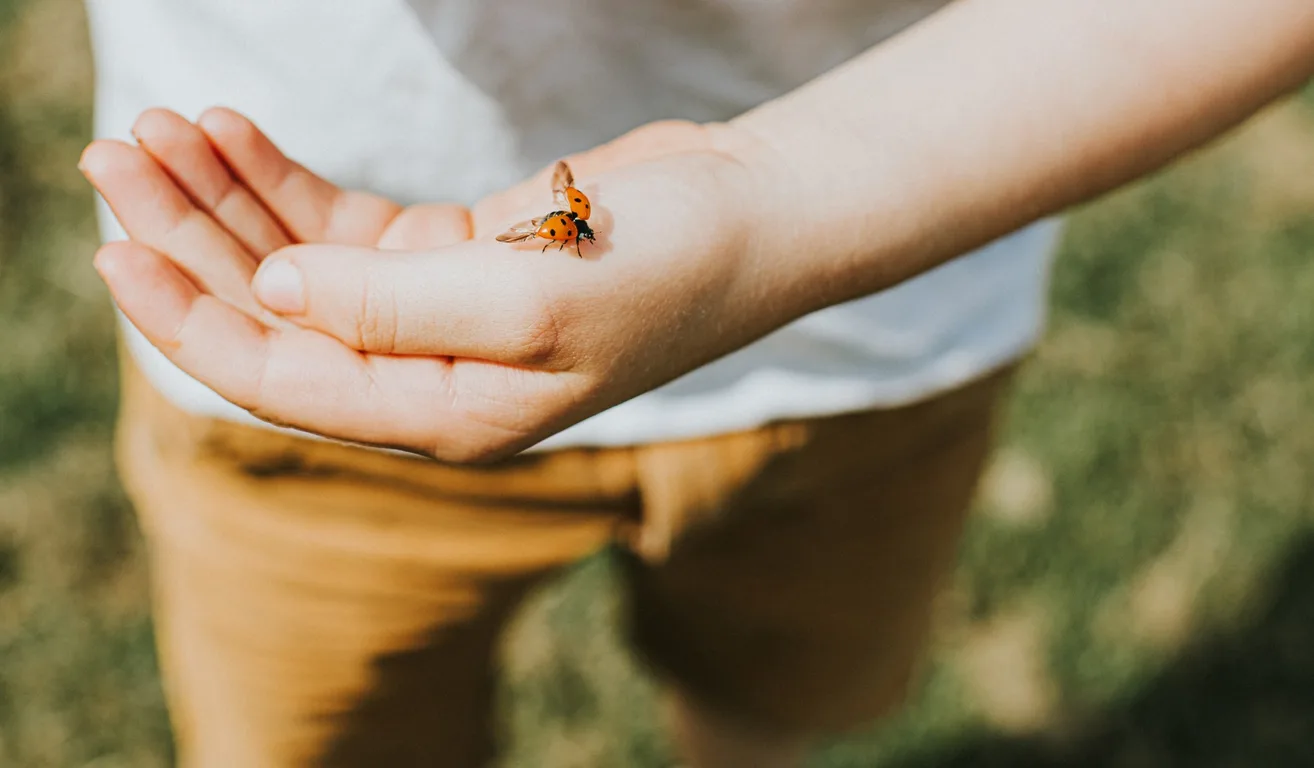 Natural Ways to Kill Aphids in Your Garden