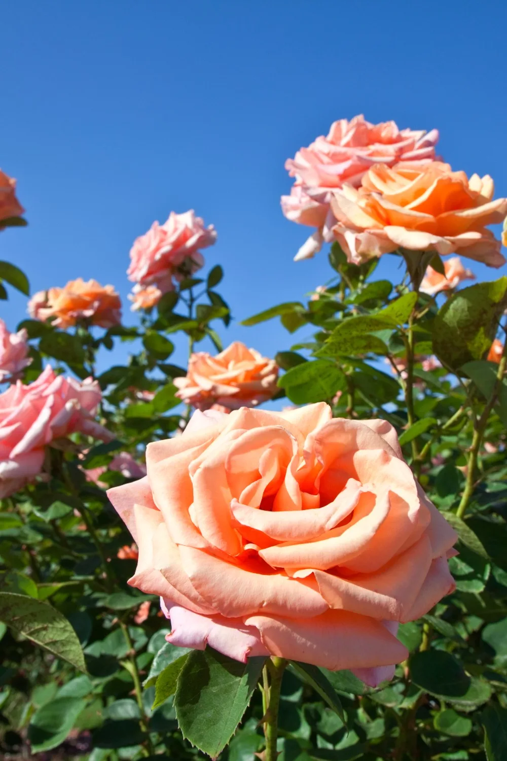 get rid of aphids on roses