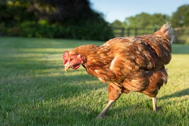 Are your chooks toxic? New research says they might be