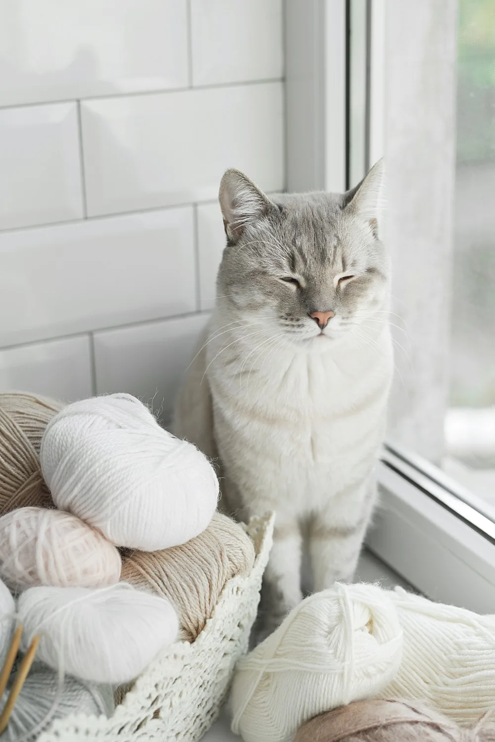 cat with yarn
