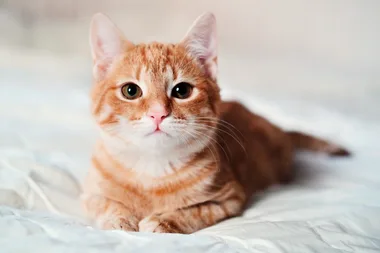 Make a couch for your cat with this vintage crochet pattern
