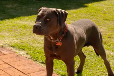 Dr Harry helps a dog with anxiety around people