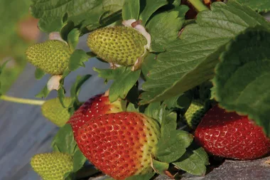Fast Ed visits a strawberry farm