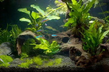 How to make an aquascape fish tank