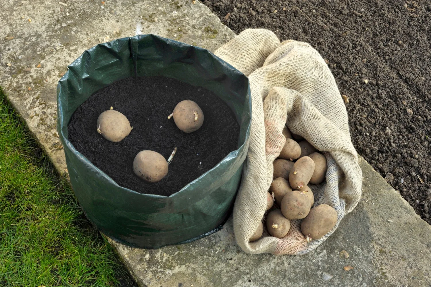 how to grow potatoes in a bag