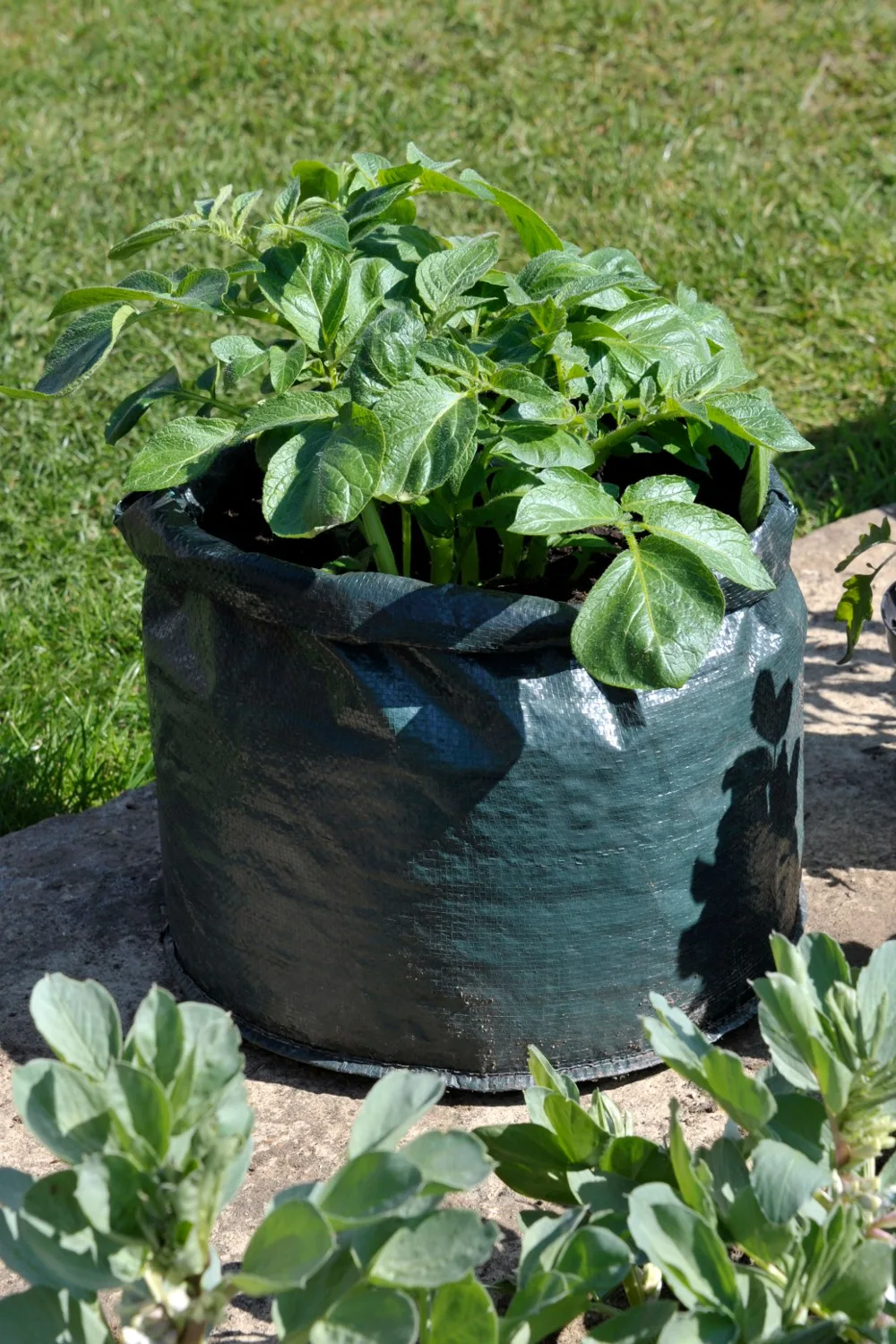 How to grow potatoes in a bag