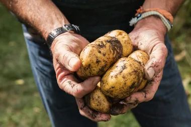 How to grow potatoes in a bag