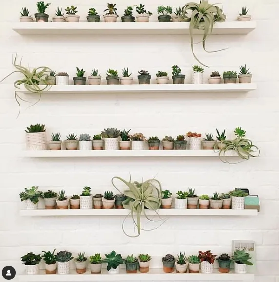 vertical garden