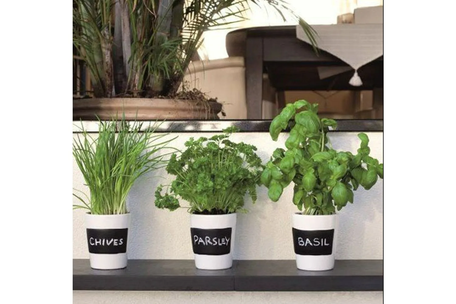 growing indoor herbs