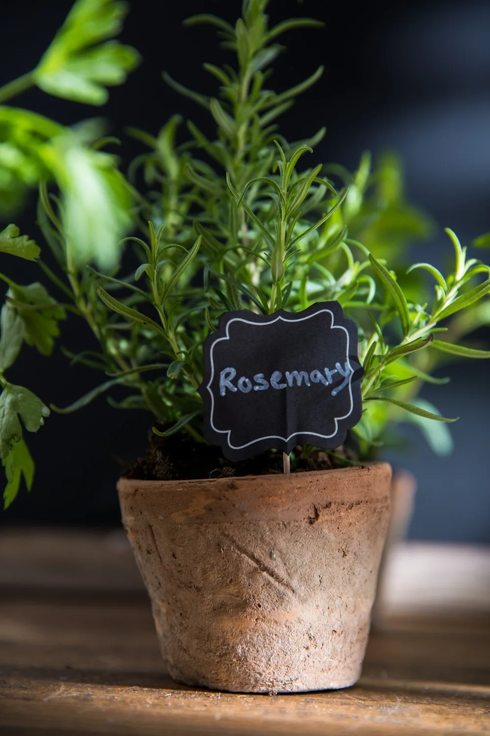 indoor herb garden