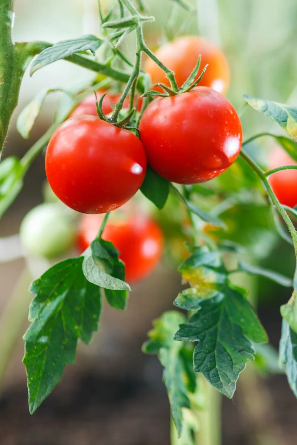 best time to grow tomatoes