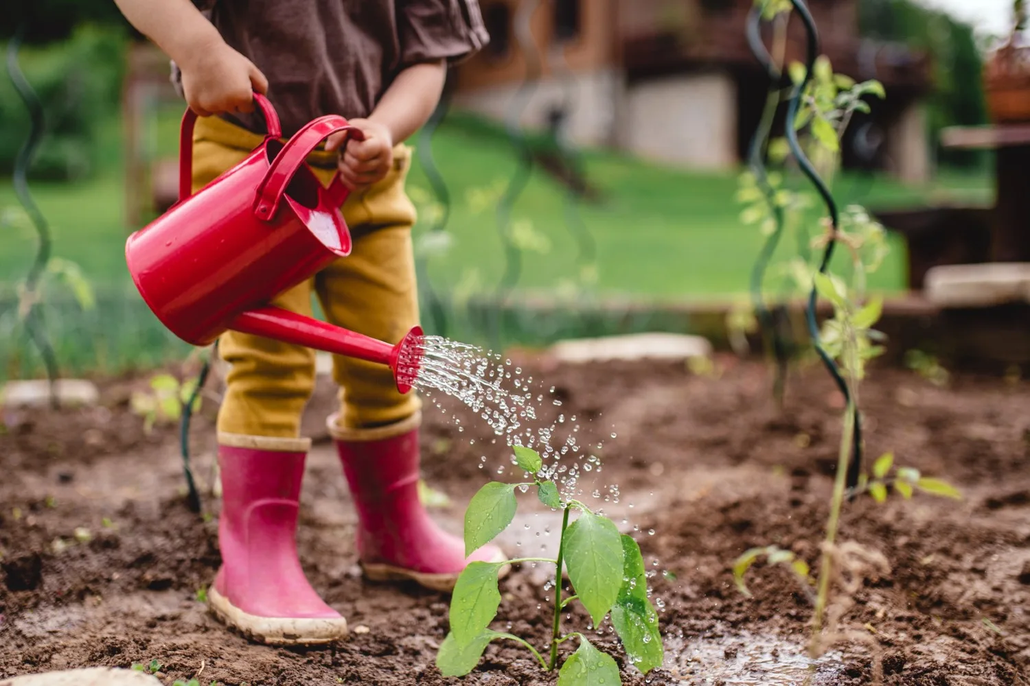 watering tomatoes
