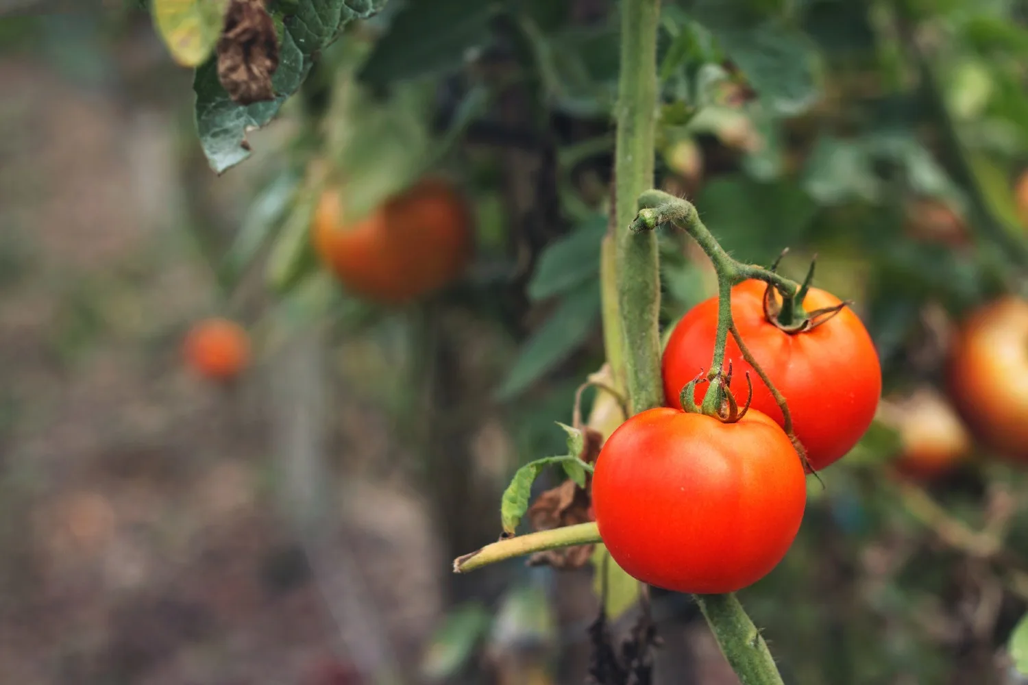 This is the best time to plant your tomatoes