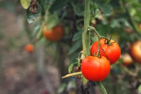 This is the best time to plant your tomatoes
